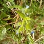 Anchusa arvensisFlower