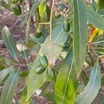 Nectandra angustifolia Frukto