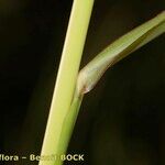 Echinochloa oryzoides Corteza