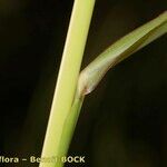 Echinochloa oryzoides кора