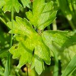Ranunculus macrophyllus Leaf