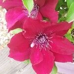 Clematis × jackmaniiFlower