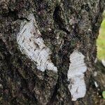 Betula pubescens Bark