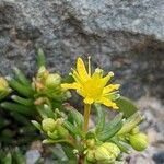 Saxifraga aizoides 花