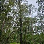 Quercus nigra Habitat