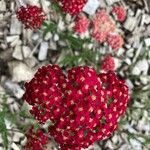 Achillea distans Žiedas