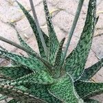 Aloe rauhii 葉