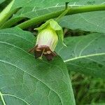 Atropa belladonna Blomma