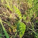 Daucus pusillus Leaf