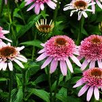 Echinacea purpurea Цвят