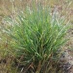 Elymus elymoides 整株植物