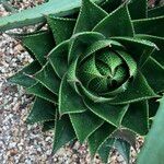 Aristaloe aristata cv. 'Cosmo' Habit