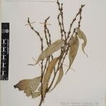 Castanopsis echinocarpa