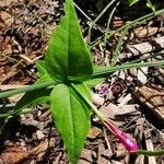 Jasminum beesianum Blatt