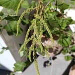 Amaranthus viridis ফুল