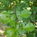 Commiphora kataf Leaf