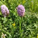 Traunsteinera globosa Flower