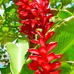 Alpinia purpurata പുഷ്പം