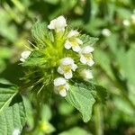 Galeopsis tetrahit Flower