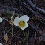 Calochortus leichtlinii Flower