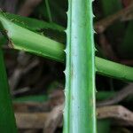 Bromelia pinguin Leaf