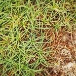 Armeria maritima Blatt