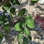 Elaeagnus angustifolia Foglia