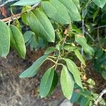 Prunus ilicifolia ഇല
