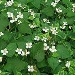 Houttuynia cordata മറ്റ്