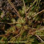Trifolium suffocatum Virág