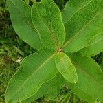 Asclepias viridiflora पत्ता