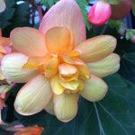 Begonia evansiana Flor