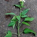 Bidens alba Habit