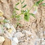 Vicia lens Habitus