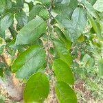 Guazuma ulmifolia 其他