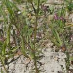 Asperula arvensis Elinympäristö