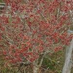 Hamamelis intermedia অভ্যাস