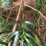 Podocarpus salignus 葉