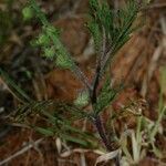 Carrichtera annua Habit