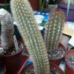 Cleistocactus variispinus Habitus