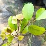 Hymenocardia ripicola Leaf