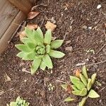 Echeveria agavoides Leaf