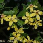 Ribes aureum Blomma