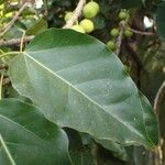 Ficus polita Hoja