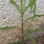 Lactuca saligna Blatt