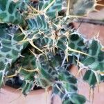 Euphorbia briquetii