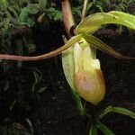 Phragmipedium longifolium Кветка