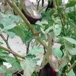 Solanum melongena Fruit