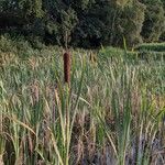 Typha latifolia অভ্যাস