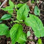 Circaea canadensis Blatt